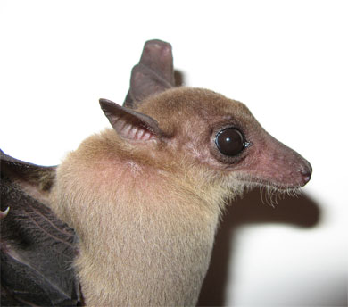 eonycteris spelaea